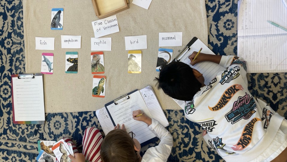 Student classifying vertebrates with picture cards